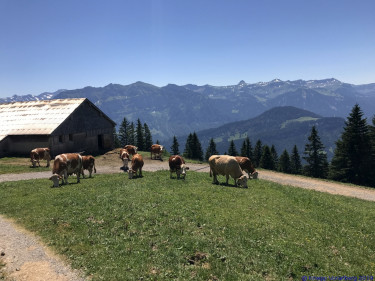 KAC Gaissau Kräuterwanderung 2019 06 29 13 33 37  3426